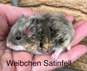 Zwerghamster  Campbell mit Satinfell