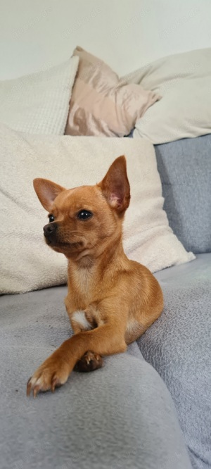 Chihuahua Deckrüde gesucht