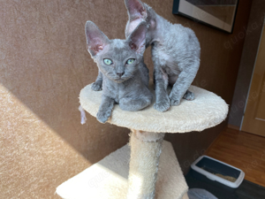 Devon rex