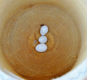 6 Naturstamm Nisthöhlen für Wellensittiche Bild 2