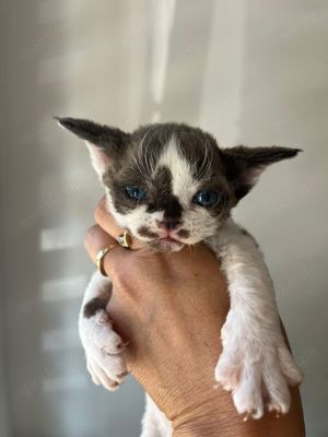 Devon rex Madchen.Zuchtkatze