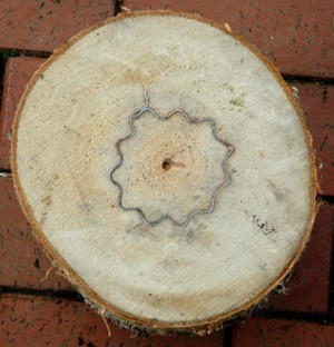 6 Naturstamm Nisthöhlen für Wellensittiche Bild 3