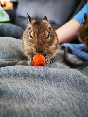 Degus Männlich 