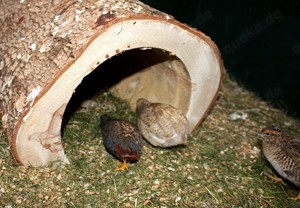 Wachtelnest, Unterschlupf auch für Igel oder Nager