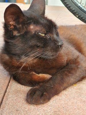 Geben 2 liebe schwarze Havana-Katzen ab