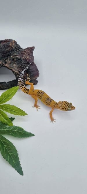 Leopardgecko NZ 2024