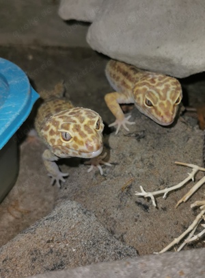 1.2 Leopardgecko abzugeben. 