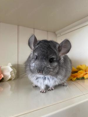 Chinchilla Angora RPA Männchen Ebony mittel,100% Blue Diamond Träger,100% Afro Violett Träger evt ST