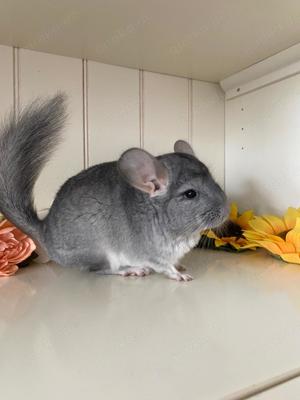 Chinchilla Standard 100% Angora Träger RPAT 100% Blue Diamond Träger evt ST