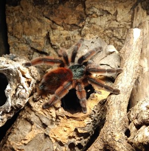 Caribena versicolor, Vogelspinne