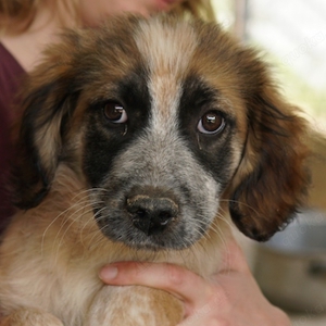 Toffee, geb. ca. 01 2023, lebt in GRIECHENLAND, im städt. Tierheim Serres