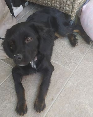 Mini Retriever Mix Welpe Hündin schwarz 8Mon 10kg 28cm Ausreise nach Adoption  Nähe Regensburg