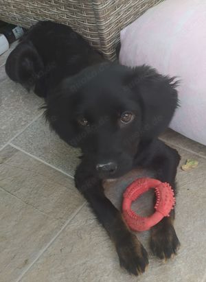 Mini Retriever Mix Hündin 8Mon 10kg 28cm Ausreise nach Adoption