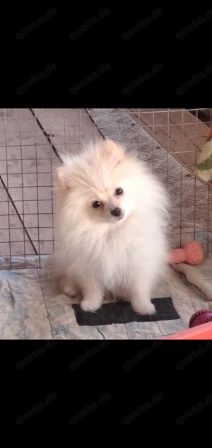 Zwergspitz Pomeranian Welpen 4 Monate alt. 