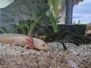 2 Erwachsene axolotl 