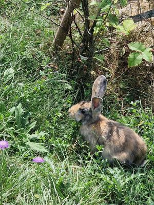 Thüringer Widder Mix Hasen (weiblich) in tollen Farbgebungen