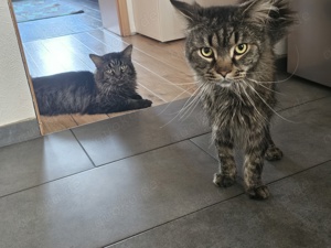 mainecoon Geschwister abzugeben