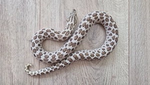 Classic het. Albino, adultes Weibchen, Hakennasennatter, Hognose