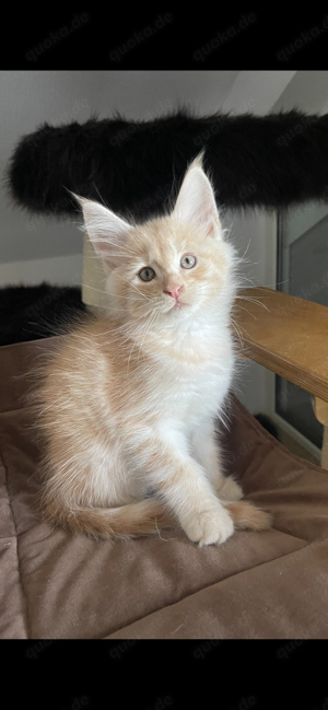 Wunderschöner Maine Coon Kitter Kater mit Stammbaum sucht sein neues Zuhause