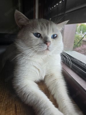Britisch kurzhaar Erwachsen Deckkater kein Verkauf  Bild 6