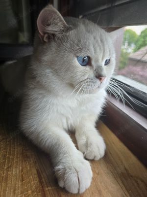 Britisch kurzhaar Erwachsen Deckkater kein Verkauf  Bild 5