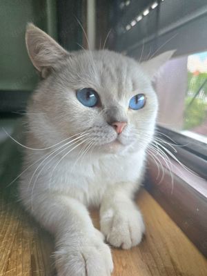 Britisch kurzhaar Erwachsen Deckkater kein Verkauf  Bild 4