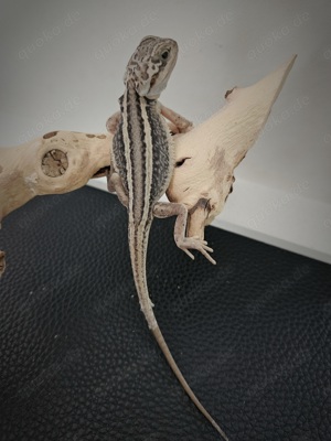 Bartagame pogona vitticeps translucent thunderbolt leatherback