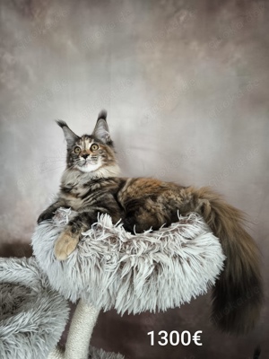 Maine Coon Katzchen mit Stammbaun