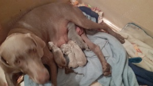 Weimaraner RR Welpen