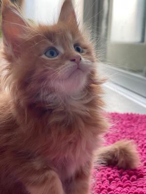 XXL reinrassige Maine Coon Kitten , Eltern mit Stammbaum 