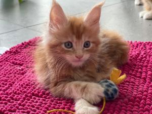 XXL reinrassige Maine Coon Kitten , Eltern mit Stammbaum  Bild 3