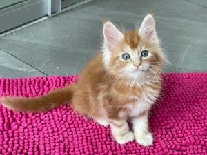 XXL reinrassige Maine Coon Kitten , Eltern mit Stammbaum  Bild 4