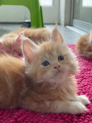 XXL reinrassige Maine Coon Kitten , Eltern mit Stammbaum  Bild 5