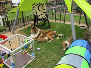 Collie Welpen Wurfplanung Sommer 2025