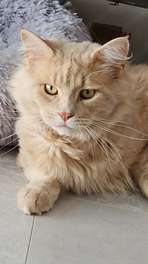 Reinrassiger deckkater Maine Coon sucht spielgefährtin 