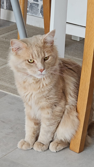 Reinrassiger deckkater Maine Coon sucht spielgefährtin 