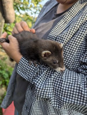 Frettchen welpen rüden