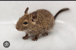 degus