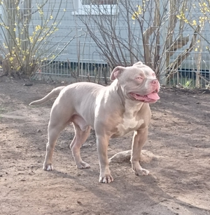 American Bully Pocket Deckrüde Champagner