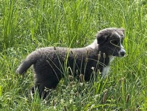 Border Collie Hündin Cookie Slate white VDH Zucht geb 19.6.2024