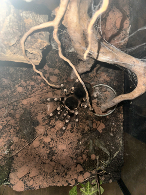 Weißknie vogelspinne ACANTHOSCURRIA GENICULATA weibchen 