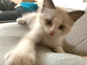 Ragdoll Kitten