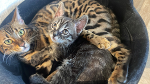 Bengal-BKK mix Kitten