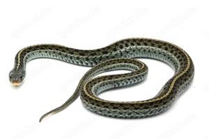 Thamnophis abzugeben