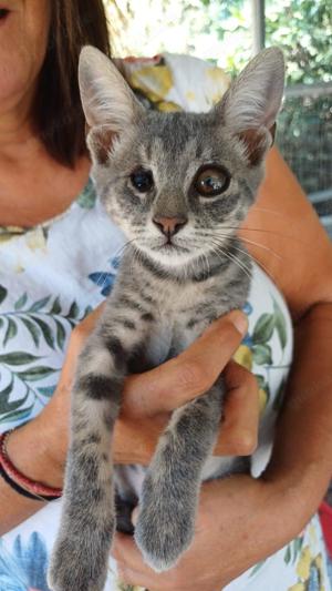 Unser kleines Herzenskätzchen Blues sucht ihre Familie fürs Leben