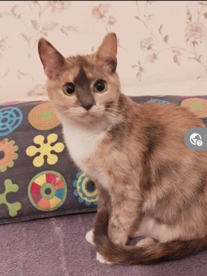 Anita Schmusekatze sucht kuscheliges Zuhause