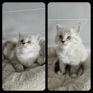 Ragdoll Kitten 