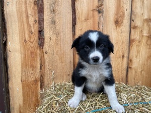 Border Collie Welpen 