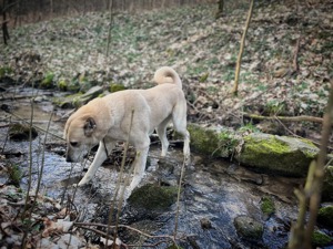 Reinrassige Kangal Welpen