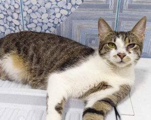 Kater Gypsy sucht sein Zuhause